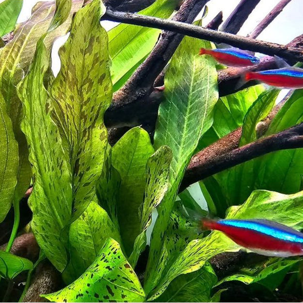 ADA Echinodorus ozelot 'Green Long Leaf' – horizon aquatics