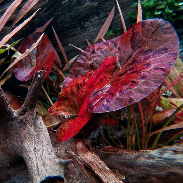 Red Tiger Lotus Nymphaea zenkeri red – horizon aquatics