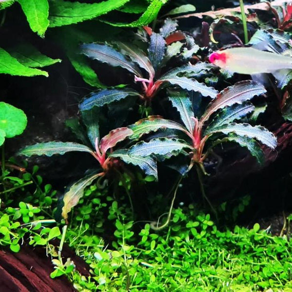 Tropica Bucephalandra Kedagang – horizon aquatics