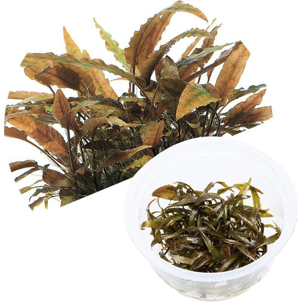 ADA Cryptocoryne axelrodi – horizon aquatics