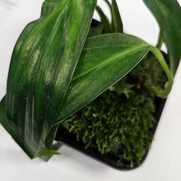 philodendron papua new guinea ADA Wabi-Kusa Mat Philodendron sp. 'Papua New Guinea' – horizon aquatics