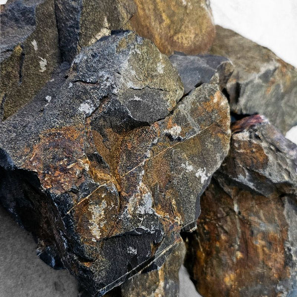 Black Elderly Stone – horizon aquatics