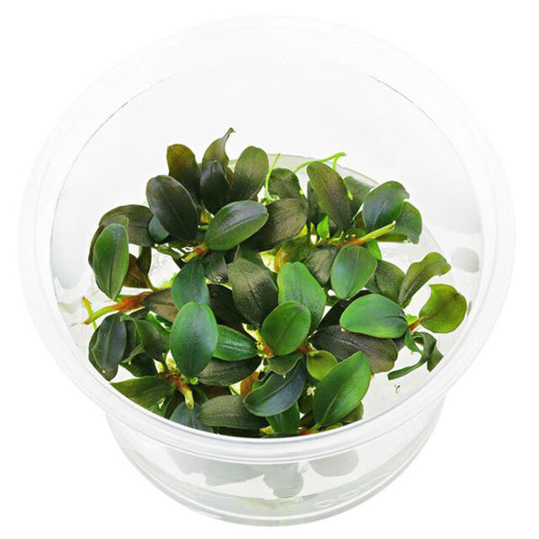 Bucephalandra sp.Red walts