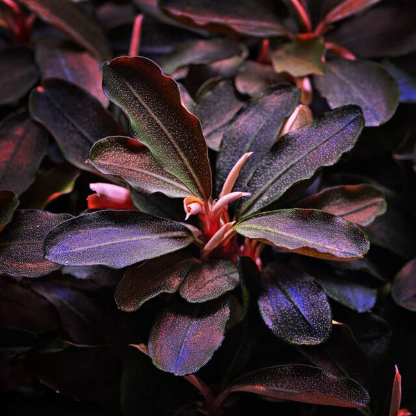 Aquafleur Bucephalandra theia – horizon aquatics