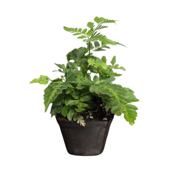 Leatherleaf Fern 'Variegata' (Rumohra adiantiformis) – horizon aquatics