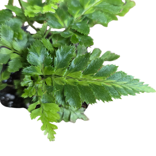 Leatherleaf Fern 'Variegata' (Rumohra adiantiformis) – horizon aquatics