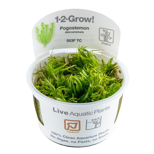 Tropica 1-2 grow Pogostemon deccanensis – horizon aquatics