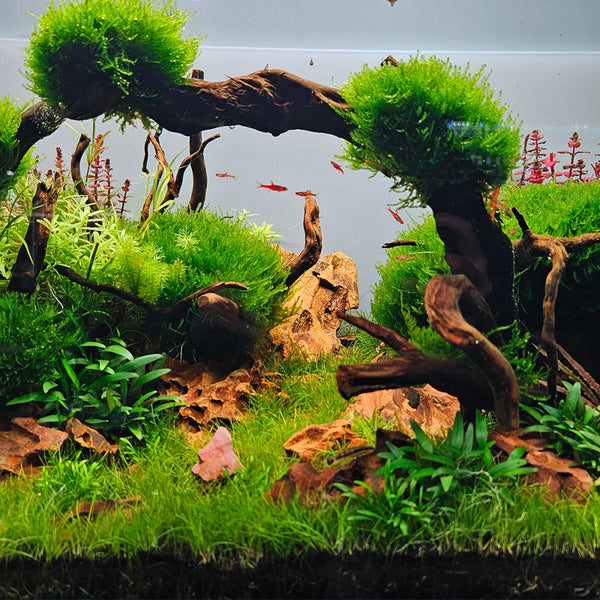 Tropica 1-2 Grow Eleocharis Pusilla (mini hair grass)  horizon aquatics