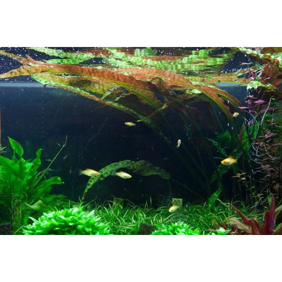 Tropica Cryptocoryne Usteriana – horizon aquatics