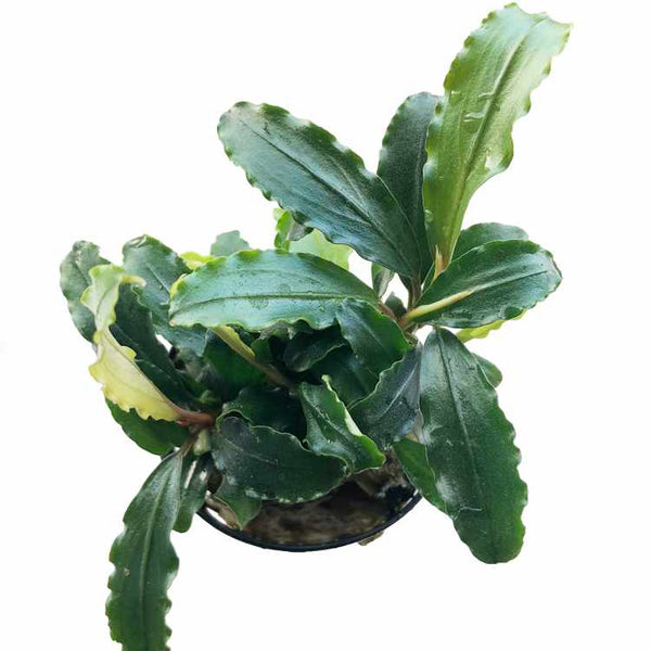 Aquafleur Bucephalandra theia green – horizon aquatics