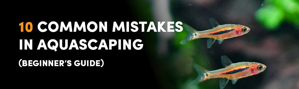 10 Common Mistakes to Avoid When Starting Aquascaping (Beginner’s Guide)