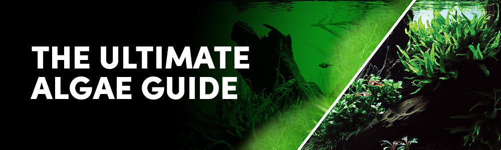 How to get Rid of Algae in your Aquarium