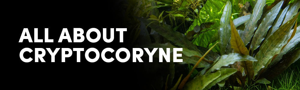 Cryptocoryne Aquarium Plants: All About Them (And How to Handle Crypt Melt)