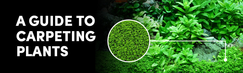 Best Carpeting Plants for Aquascaping Your Freshwater Aquarium