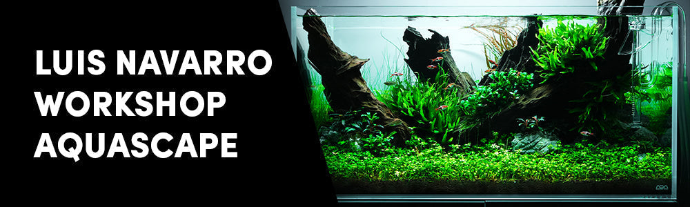 Luis Navarro Workshop Aquascape