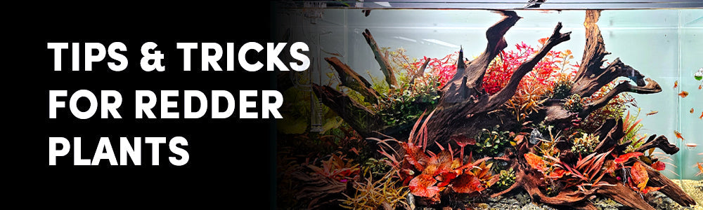 How to Get Vibrant Red Aquarium Plants & How to Care For Them