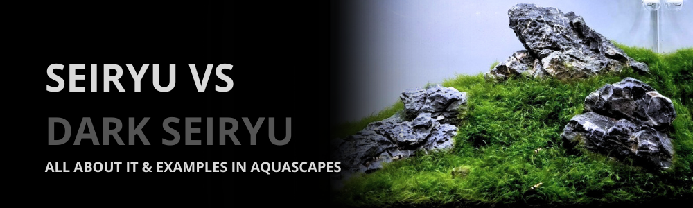 Dark Seiryu Stone vs Seiryu Stone: Differences and How to Use it in Your Planted Aquarium