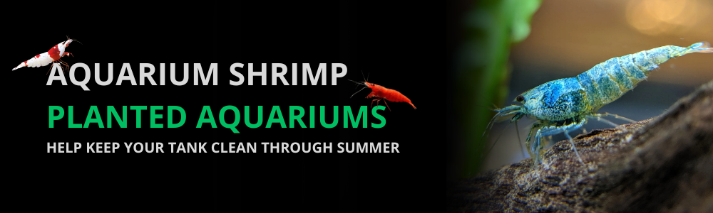 Why Freshwater Aquarium Shrimp Are a Must Have for Planted Tanks in Summer