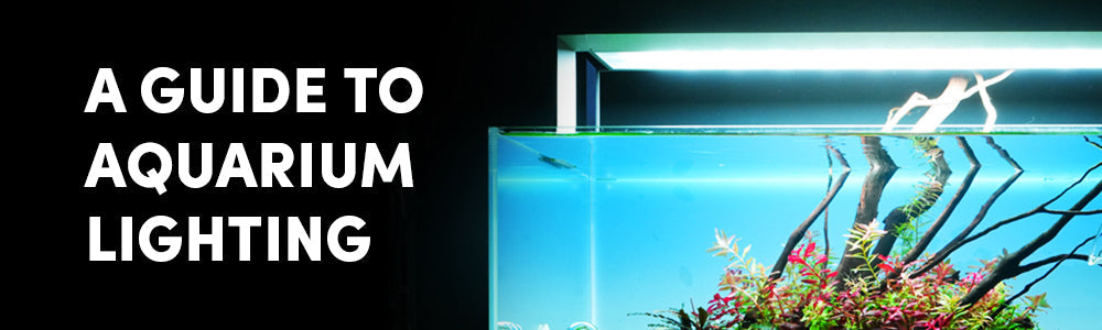 The Ultimate Guide to Aquarium Lighting
