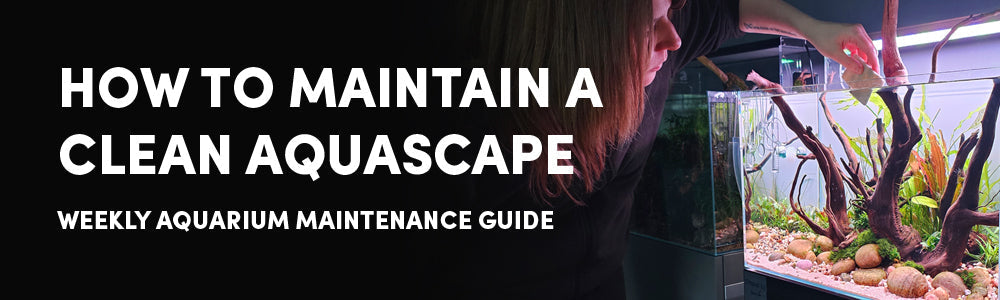 How to Maintain a Clean Aquascape – Weekly Aquarium Maintenance Guide ...