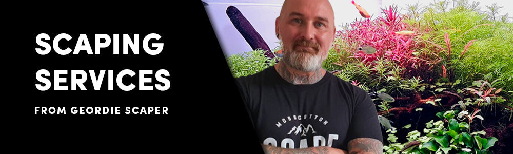 Aquascaping Service - Create Your Dream Aquascape