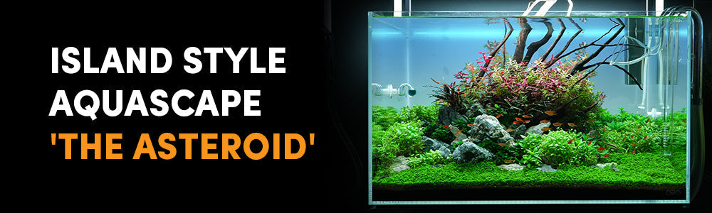 Island Composition Aquascape 'The Asteroid'