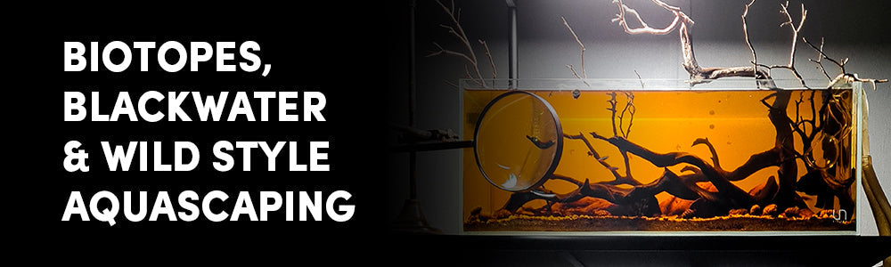 Biotope & Wild Style Aquascaping: Embracing Nature in Your Aquarium