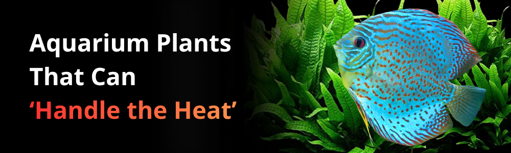 Aquarium Plants That Can Handle Hotter Water: The Best Choices for Discus Tanks