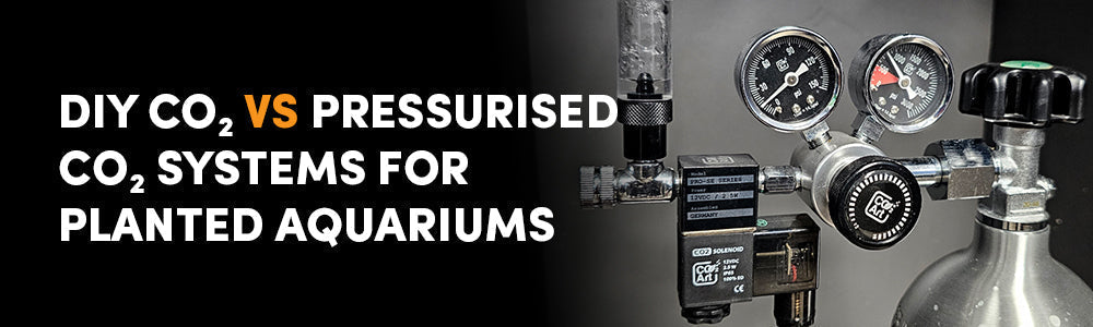 DIY CO₂ vs Pressurised CO₂ Systems for Planted Aquariums: What’s Best for Your Aquascape?