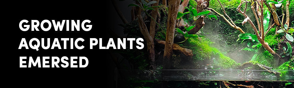 Emersed Aquatic Plants & Wabi-Kusa: A Complete Guide to Above Water Growth Techniques