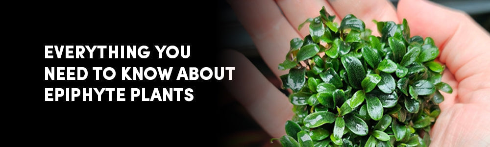 Attach, Grow, Thrive: Mastering Epiphyte Plants in Your Aquarium