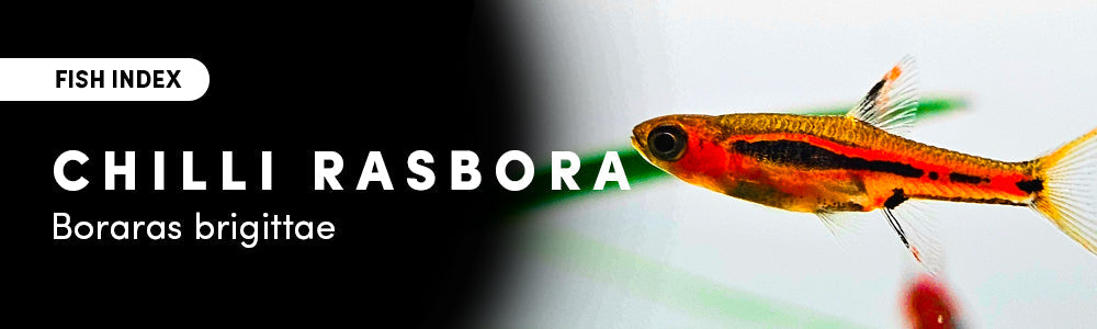 Chili Rasbora (Boraras brigittae) Care Guide – horizon aquatics