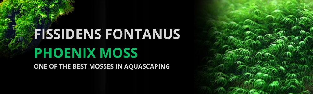 Fissidens Fontanus Moss (Phoenix Moss): Care Guide, Growth Tips & Aquascaping Uses