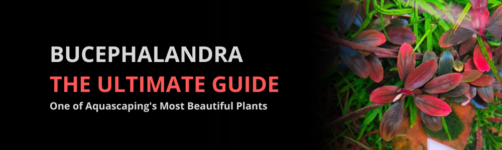 Bucephalandra: The Ultimate Guide to Growing One of Aquascaping's Most Beautiful Plants