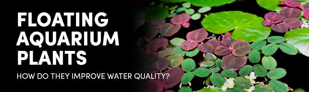 Aquarium Floating Plants for Aquariums: Improve Water Quality & Natural Filtration