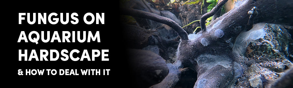 Understanding Biofilm on Aquarium Wood: What It Is & Why It's Nothing to Fear