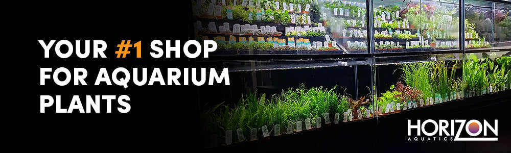 Why Horizon Aquatics Is Your #1 Destination for Aquarium Plants – Online and In-Store