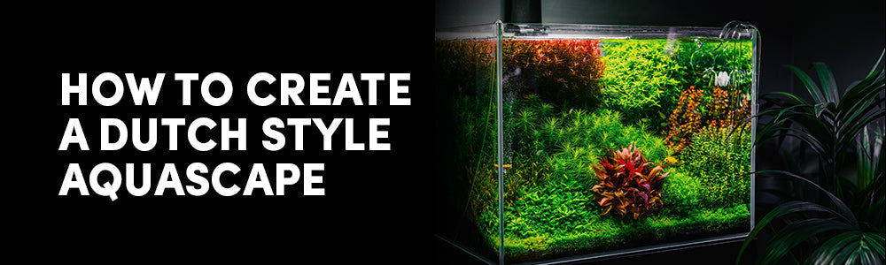 How to Create a Stunning Dutch Aquascape: Plant Choices, Layout Tips, and Rare Species