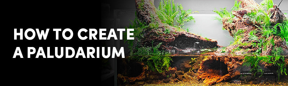 Terrarium Plants for Aquascaping & Paludariums – Bringing the Jungle to Your Aquarium