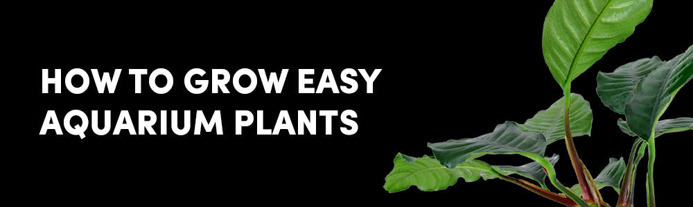 How to Grow Easy Aquarium Plants (Beginner Guide UK)