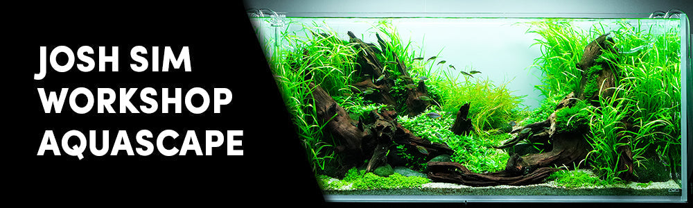 Josh Sim - World Champion Aquascape