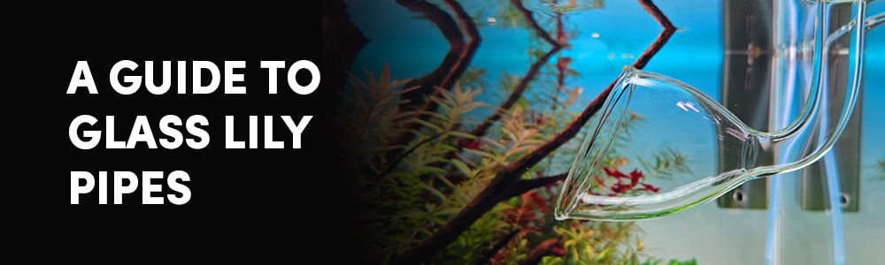 Glassware for Aquariums: A Guide to Glass Lily Filtration Pipes