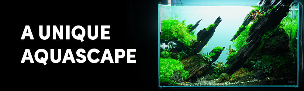 Contemporary Style Aquascape