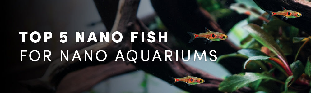 Top 5 Aquarium Fish for Nano Aquariums
