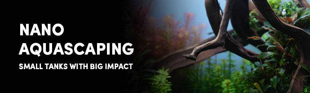 Aquascaping in Small Spaces: Nano Tanks That Make a Big Impact