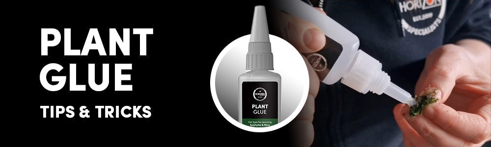 The Best Plant Glue for Aquariums