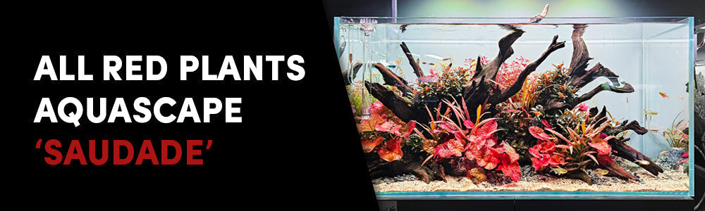 All Red Plants Aquascape - 'Saudade'