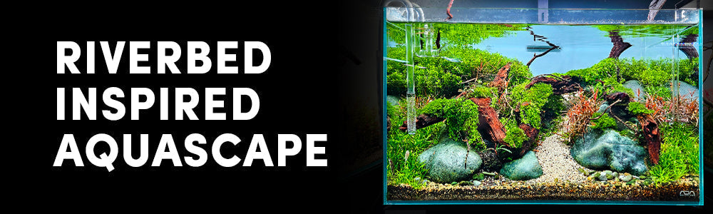 Riverbed Style Aquascape