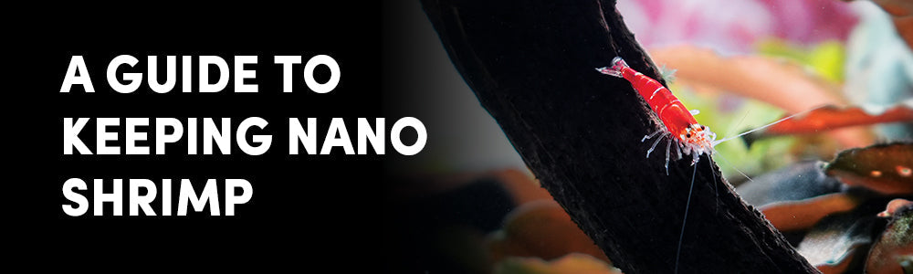 Neocaridina vs Caridina Shrimp Care Guide – Colours, Water Parameters & Feeding Tips