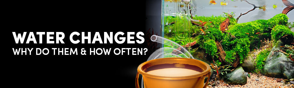 How Often Should you Water Change your Aquarium?
